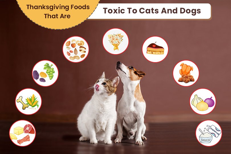 Thanksgiving Foods That Are Toxic To Cats And Dogs