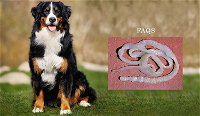Faq's About Tapeworms In Dogs