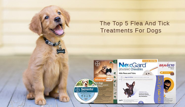 The Top 5 Flea And Tick Treatments For Dogs in 2022