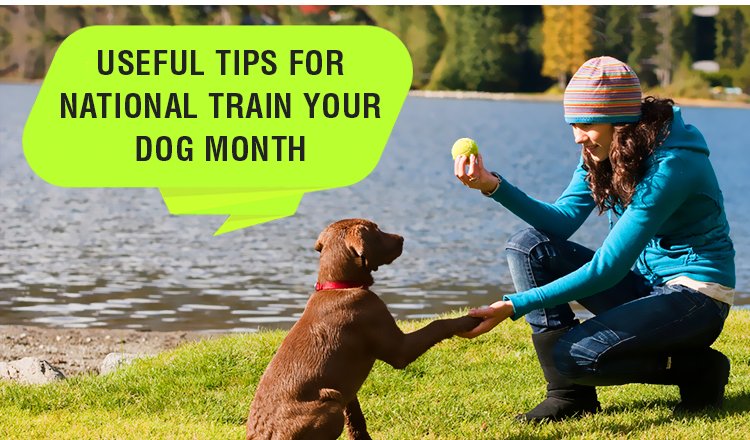 Useful Tips For National Train Your Dog Month