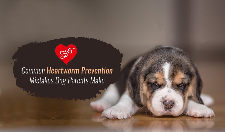 Common Heartworm Prevention Mistakes Dog Parents Makes