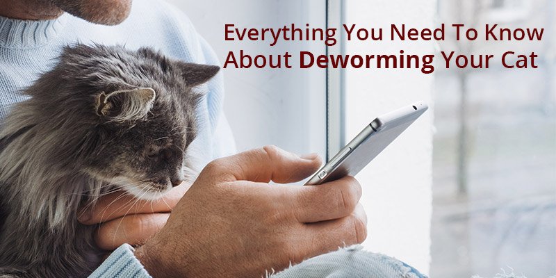Everything You Need To Know About Deworming Your Cat
