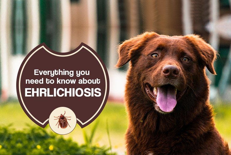 Everything You Need To Know About Ehrlichiosis in Dogs