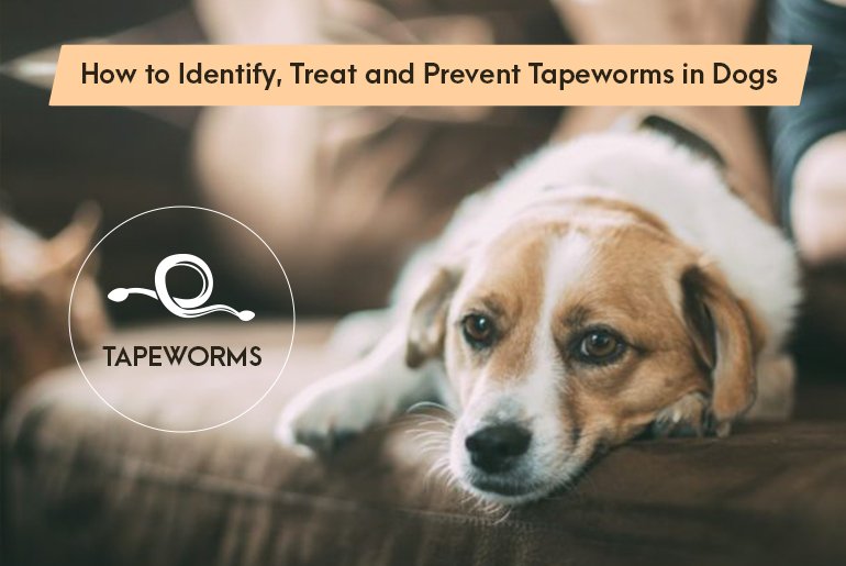 How to Identify, Treat and Prevent Tapeworms in Dogs