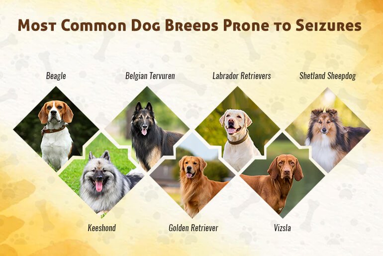 Most Common Dog Breeds Prone to Seizures