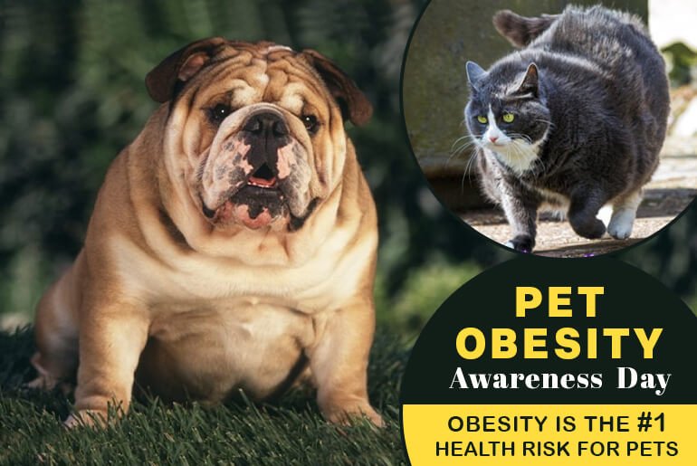 Pet Obesity Awareness Day 2022 - Obesity is the #1 Health Risk for Pets
