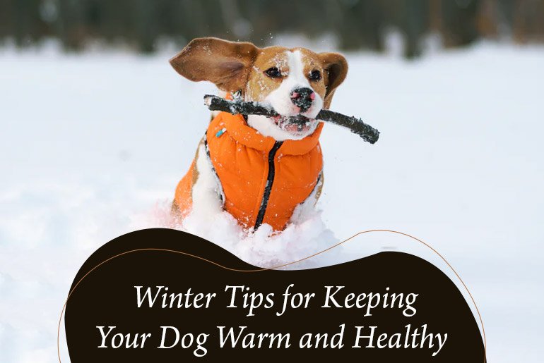 4 Winter Tips for Keeping Your Dog Warm and Healthy