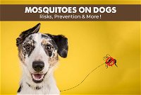 Mosquitoes on Dogs – Risks, Prevention, and More!