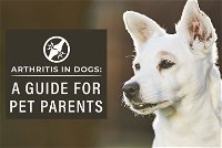 Arthritis in Dogs: A Guide for Pet Parents
