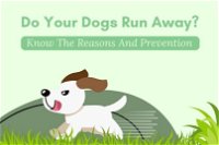 Do Your Dogs Run Away? Know The Reasons And Prevention