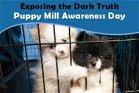 Exposing the Dark Truth: Puppy Mill Awareness Day 2023