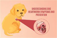 Understanding Dog Heartworm Symptoms and Prevention