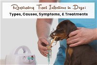 Respiratory Tract Infections in Dogs: Types, Causes, Symptoms, and Treatments