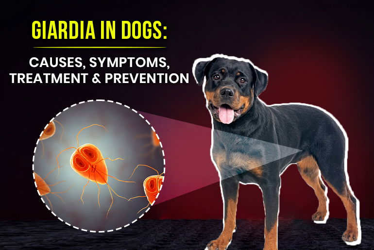 Canine Spectra 5 Dog Vaccine