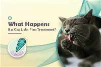 What Happens If a Cat Licks Flea Treatment?