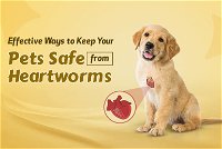 10 Effective Ways to Keep Your Pets Safe from Heartworms