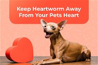 Keep Heartworm Away From Your Pets Heart