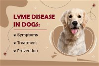 Lyme disease in Dogs: Symptoms, Treatment, and Prevention