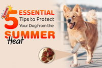 Beat the Heat! 5 Ways to Keep Your Dog Safe This Summer