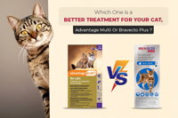 Which One is a Better Treatment for Your Cat, Advantage Multi Or Bravecto Plus ?