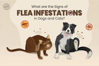 What are the Signs of Flea Infestations in Dogs and Cats?