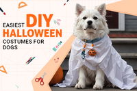 13 Easiest DIY Halloween Costumes for Dogs in 2024