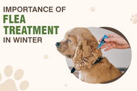 Why Flea Treatment Matters Even in Winter Season