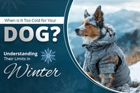 When is It Too Cold for Your Dog? Understanding Their Limits in Winter