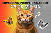 Exploring Everything About a Cat’s Vision  